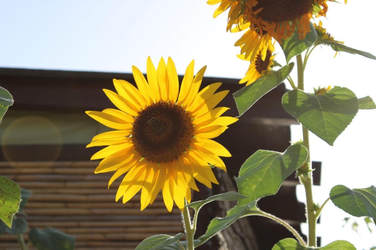 Il Girasole Alloggio フルミニマッジョーレ エクステリア 写真